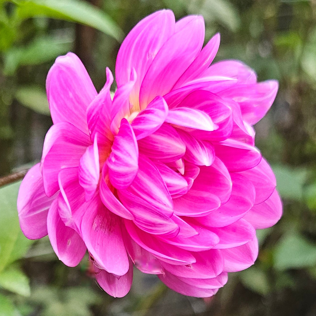 Sandia Lillian Dahlia