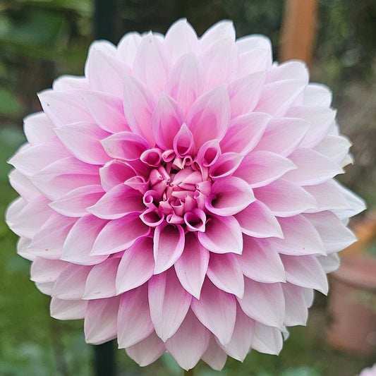 Amelia Bedelia Dahlia
