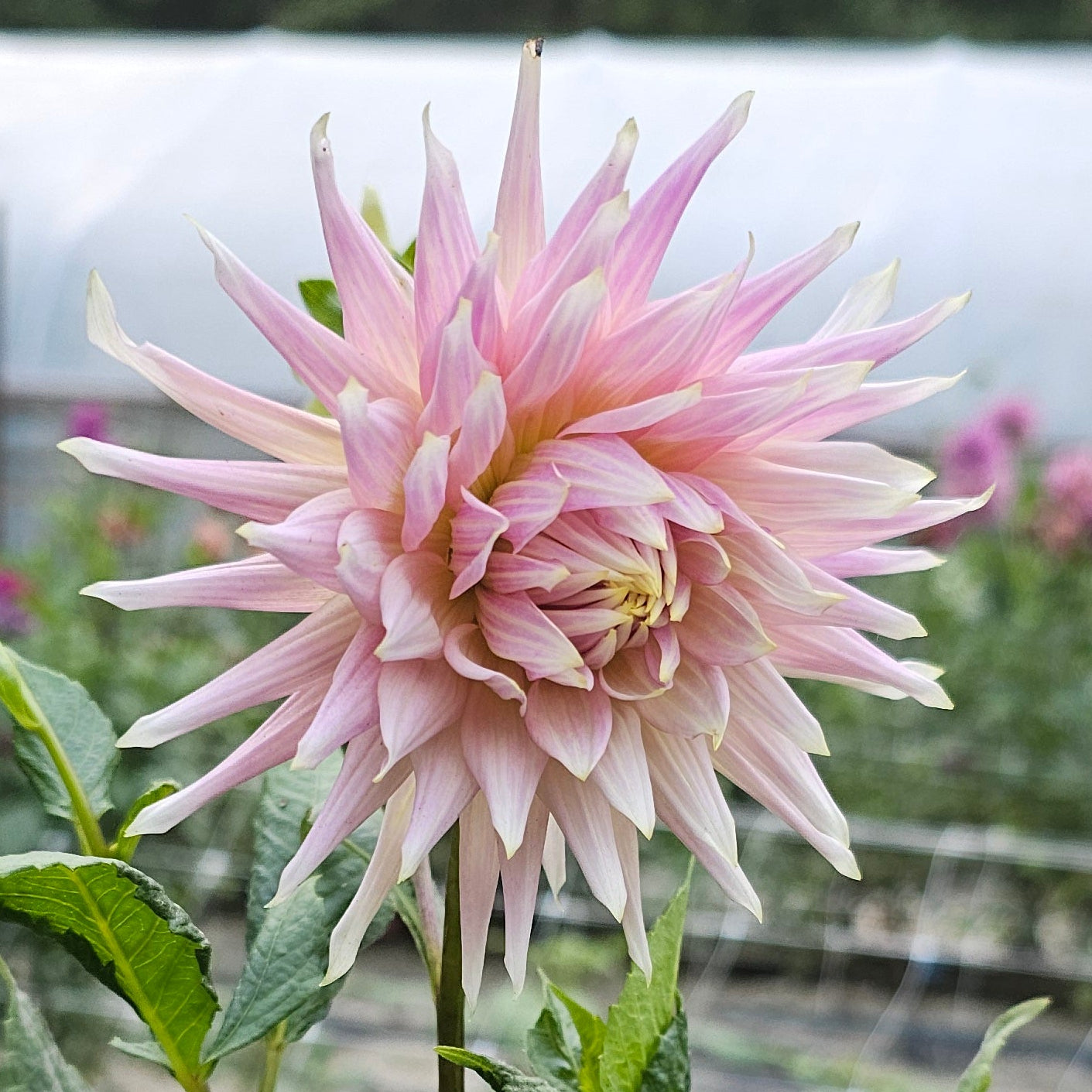 Wyn's Mauve Mist Dahlia
