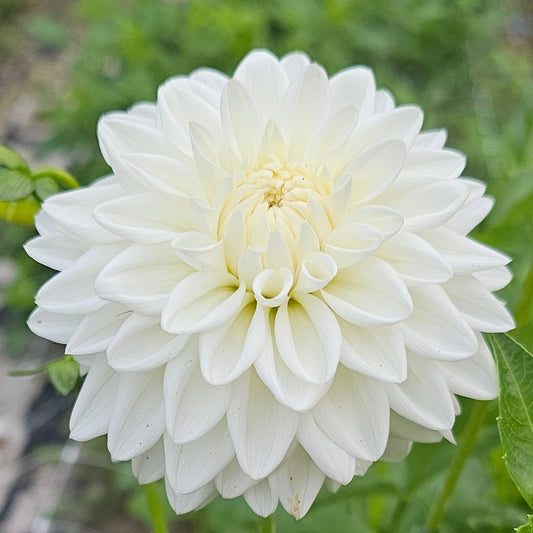 White Nettie Dahlia