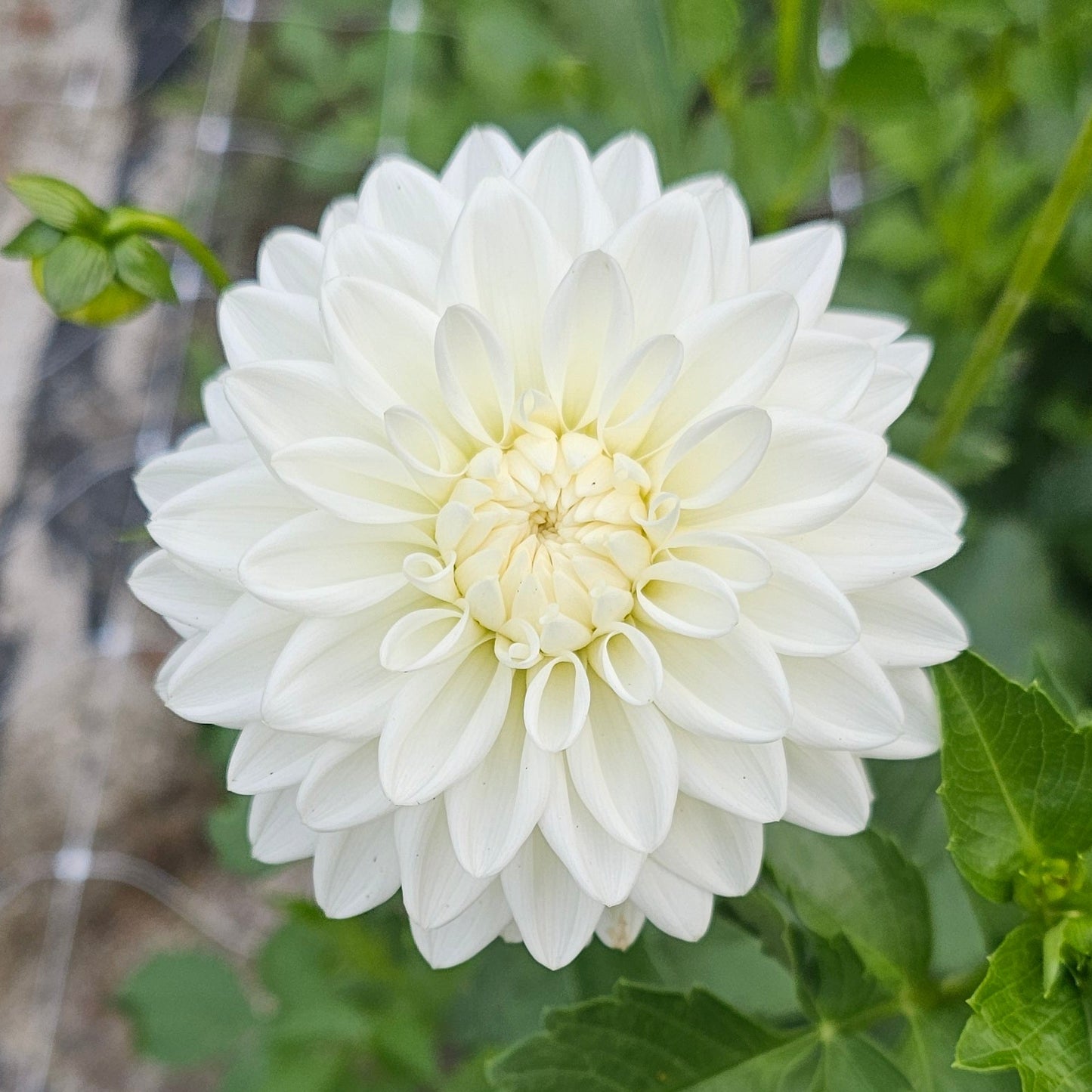 White Nettie Dahlia