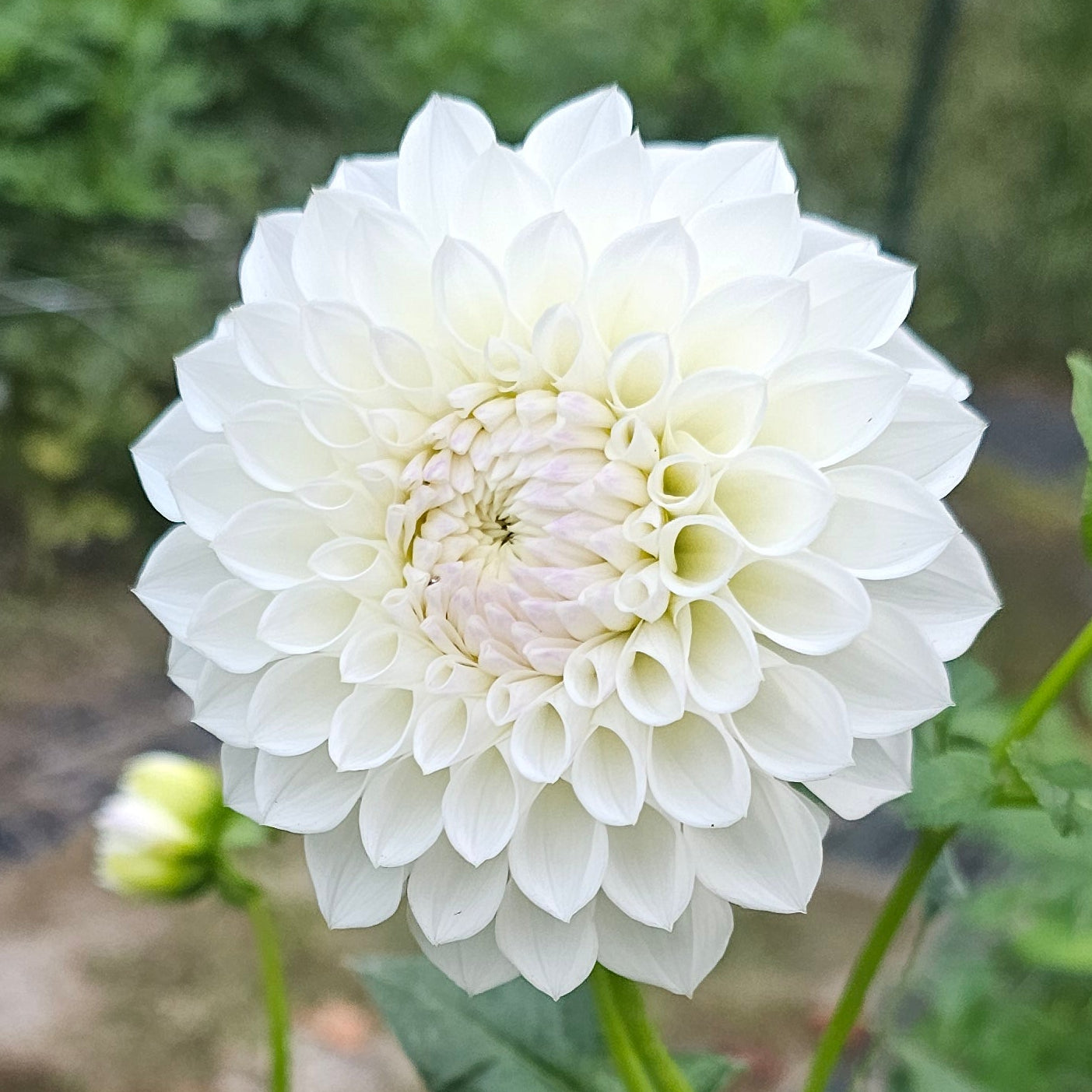 Hillcrest Amour Dahlia