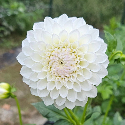 Hillcrest Amour Dahlia