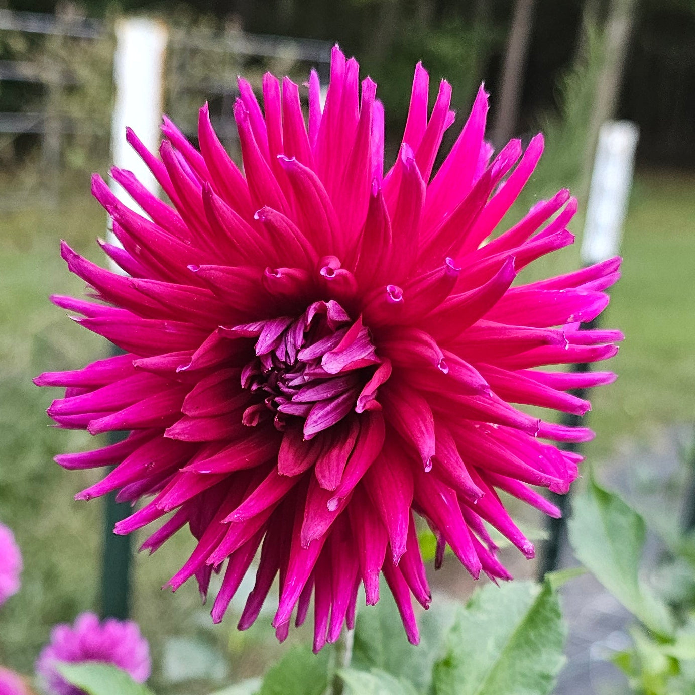 River's Spikey Norm Dahlia - Limit 1