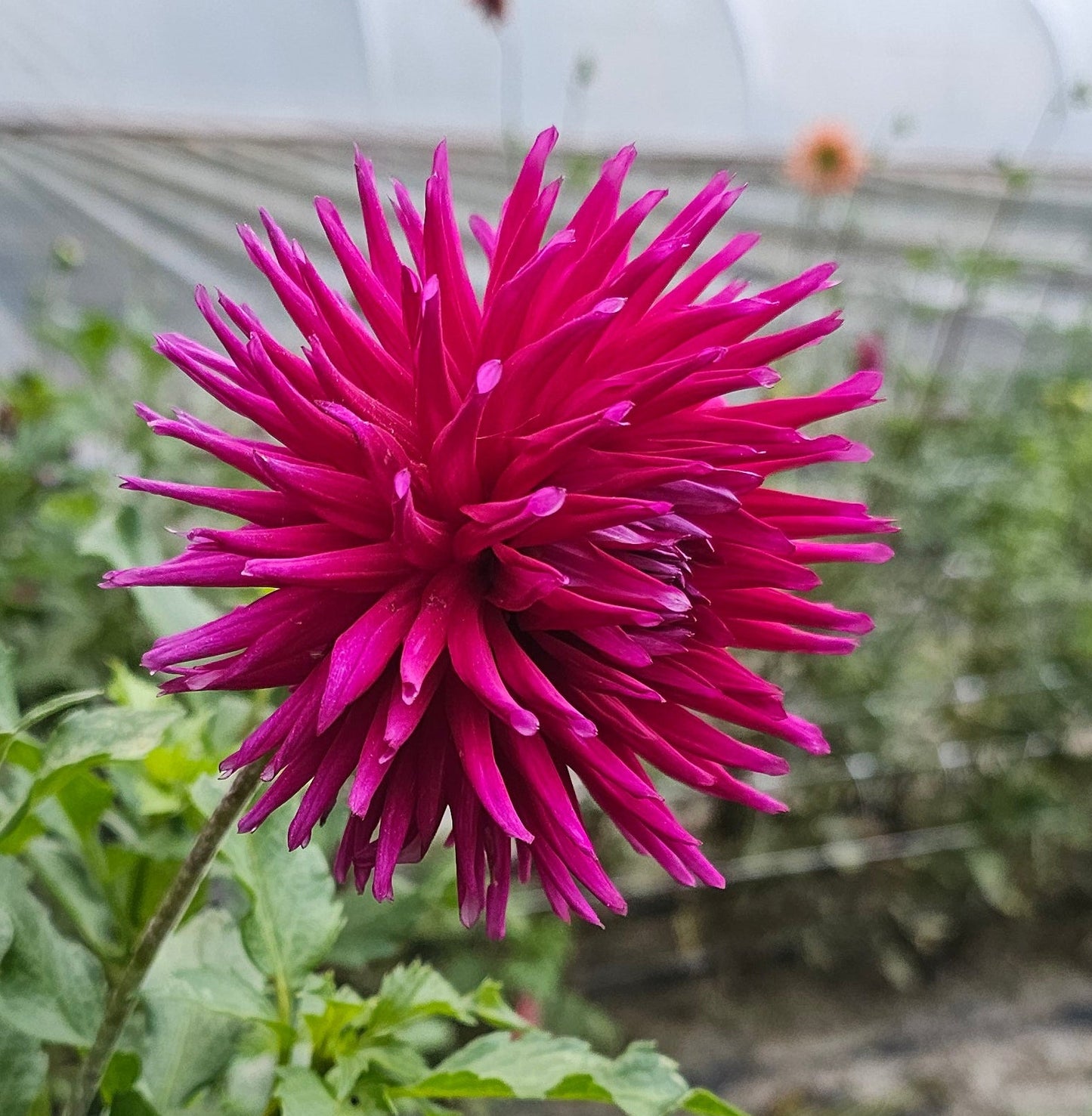 River's Spikey Norm Dahlia - Limit 1