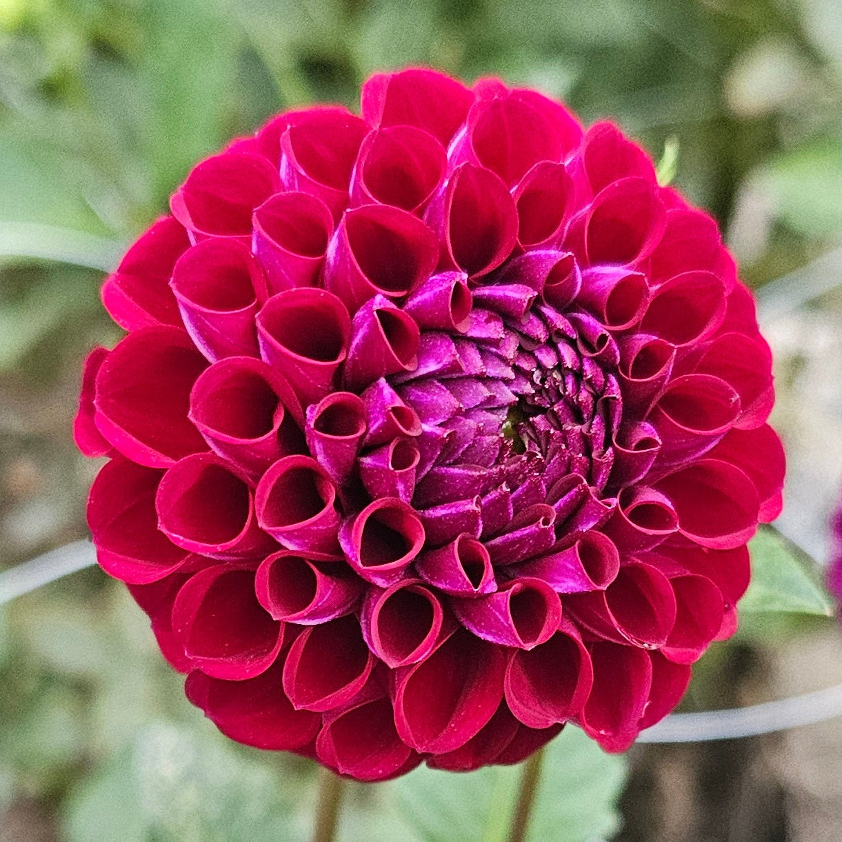 Ivanetti Dahlia