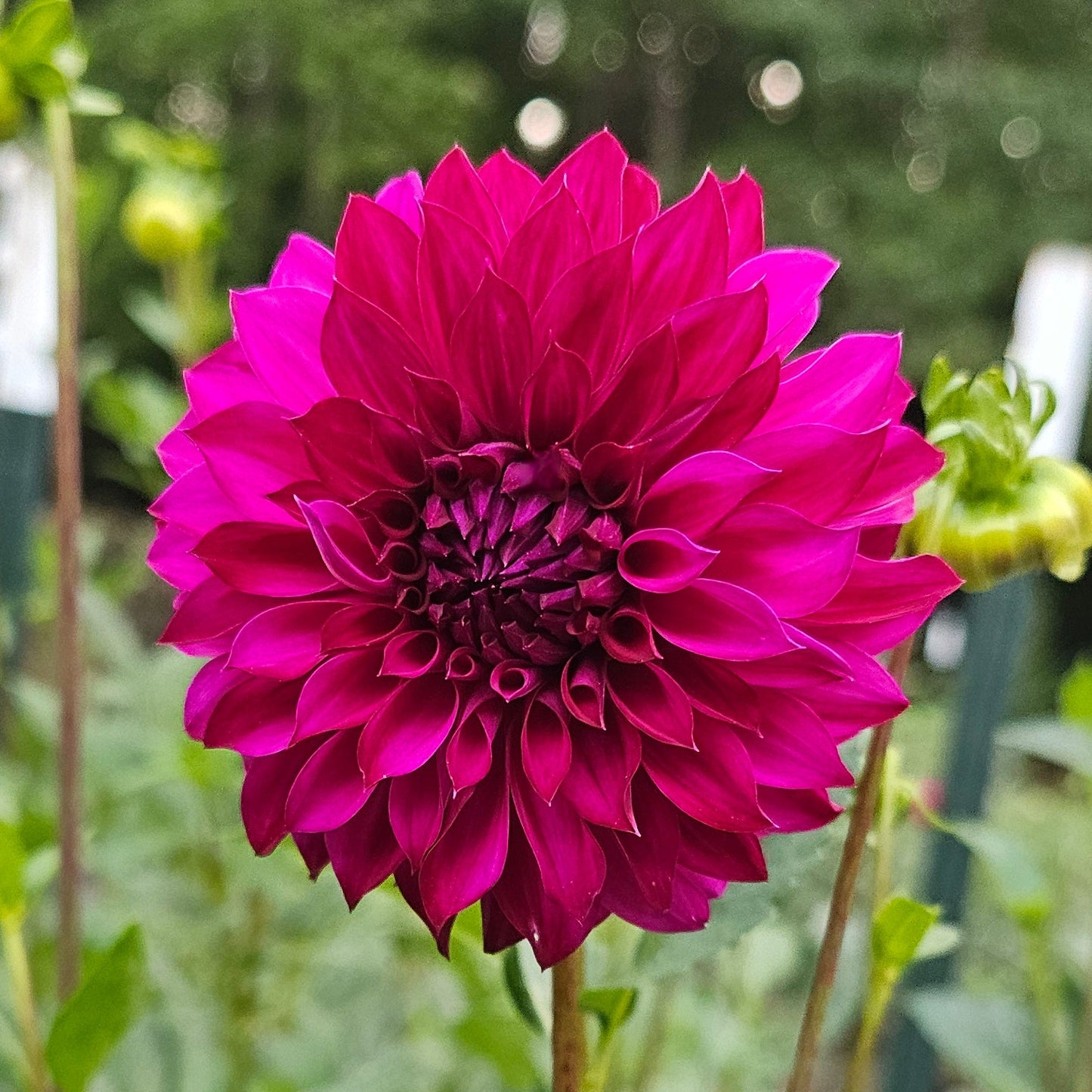 GG's Kalinda Dahlia