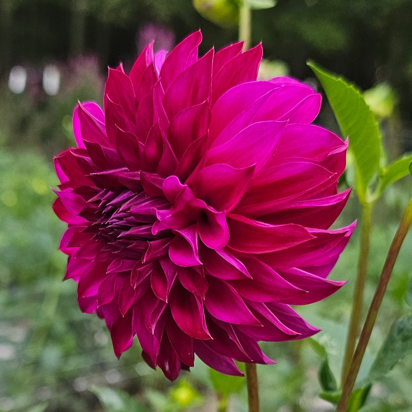 GG's Kalinda Dahlia