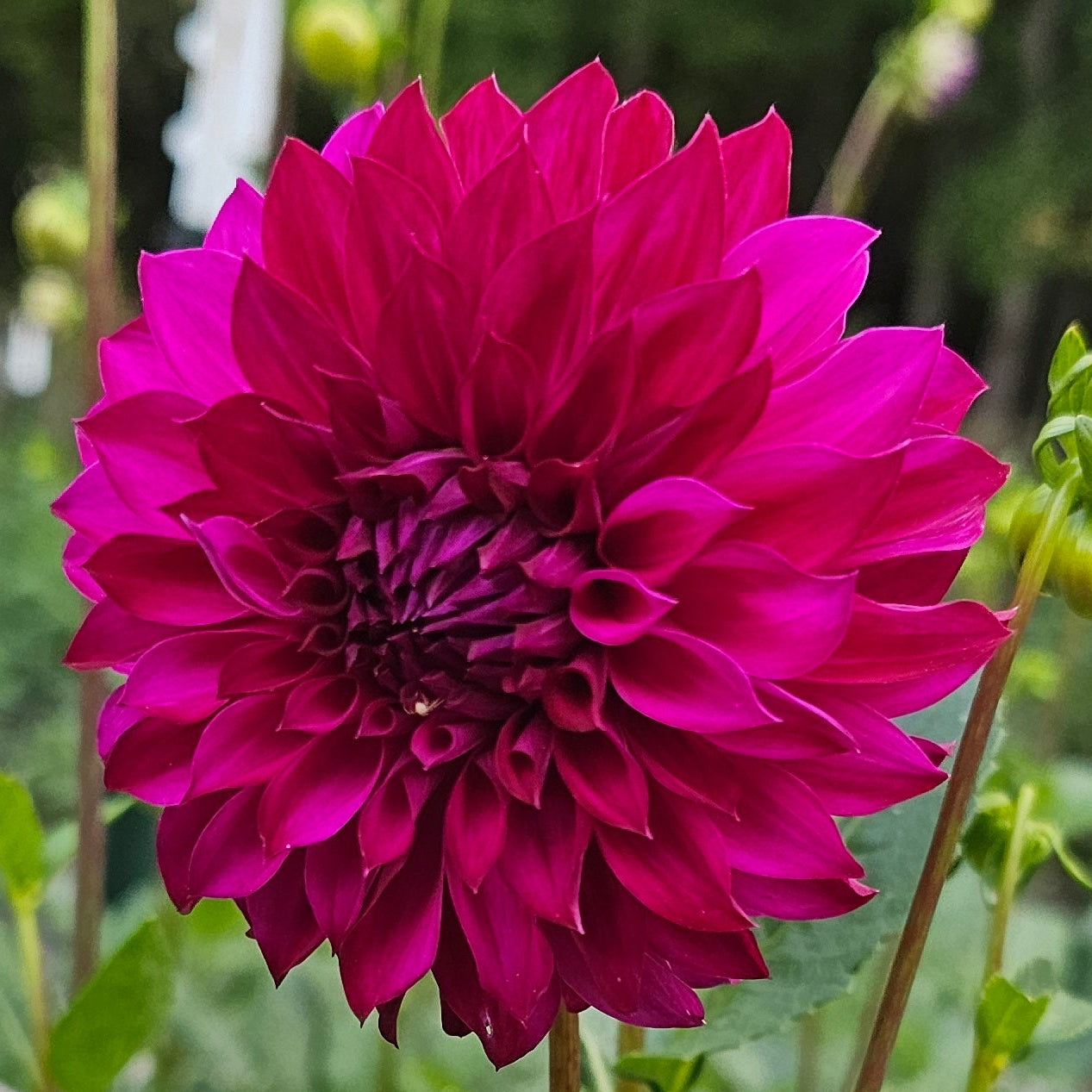 GG's Kalinda Dahlia