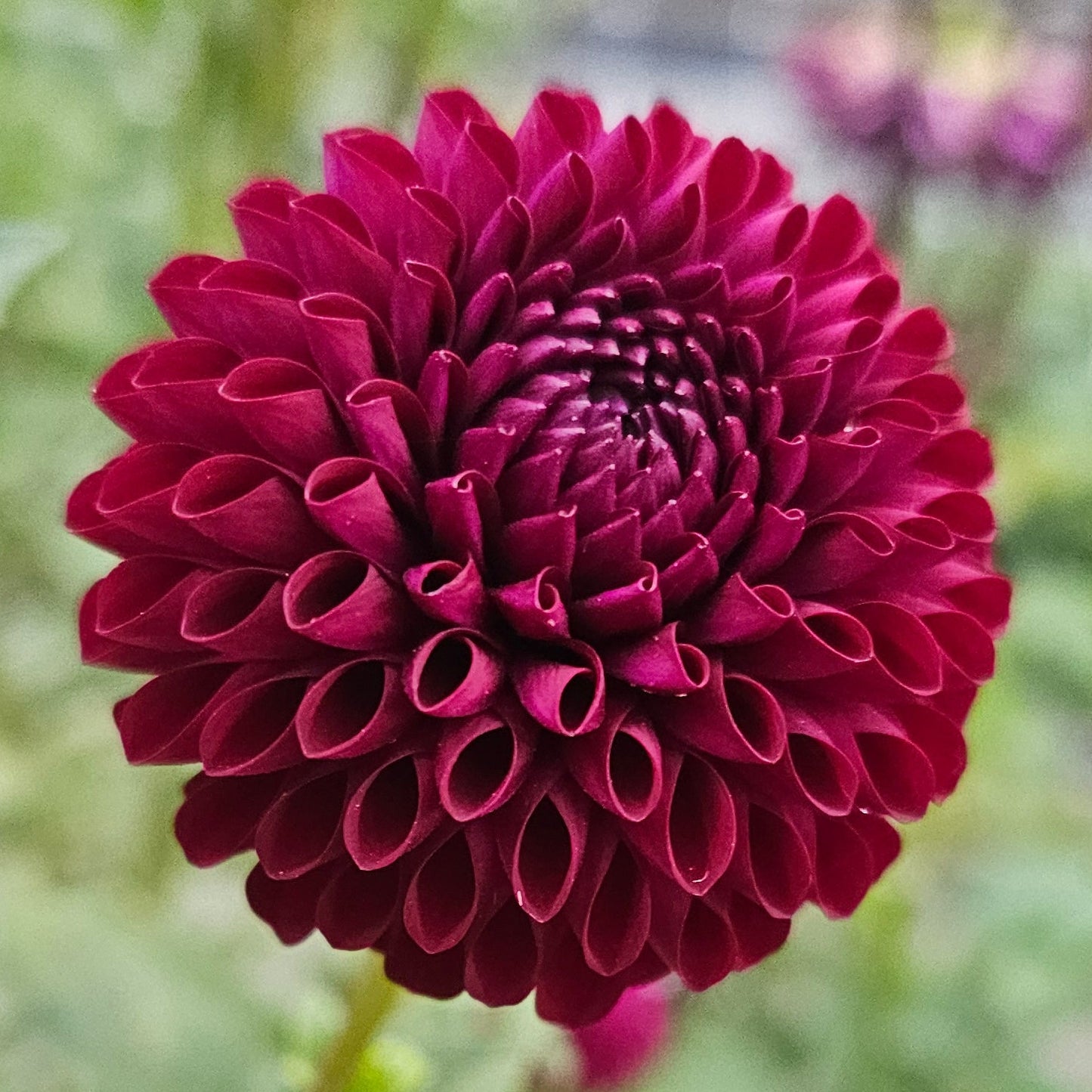 Skipley Snoho Bill Dahlia