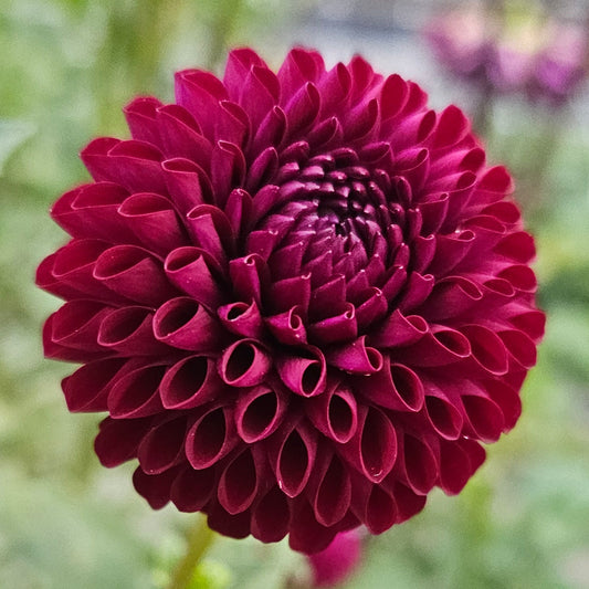 Skipley Snoho Bill Dahlia
