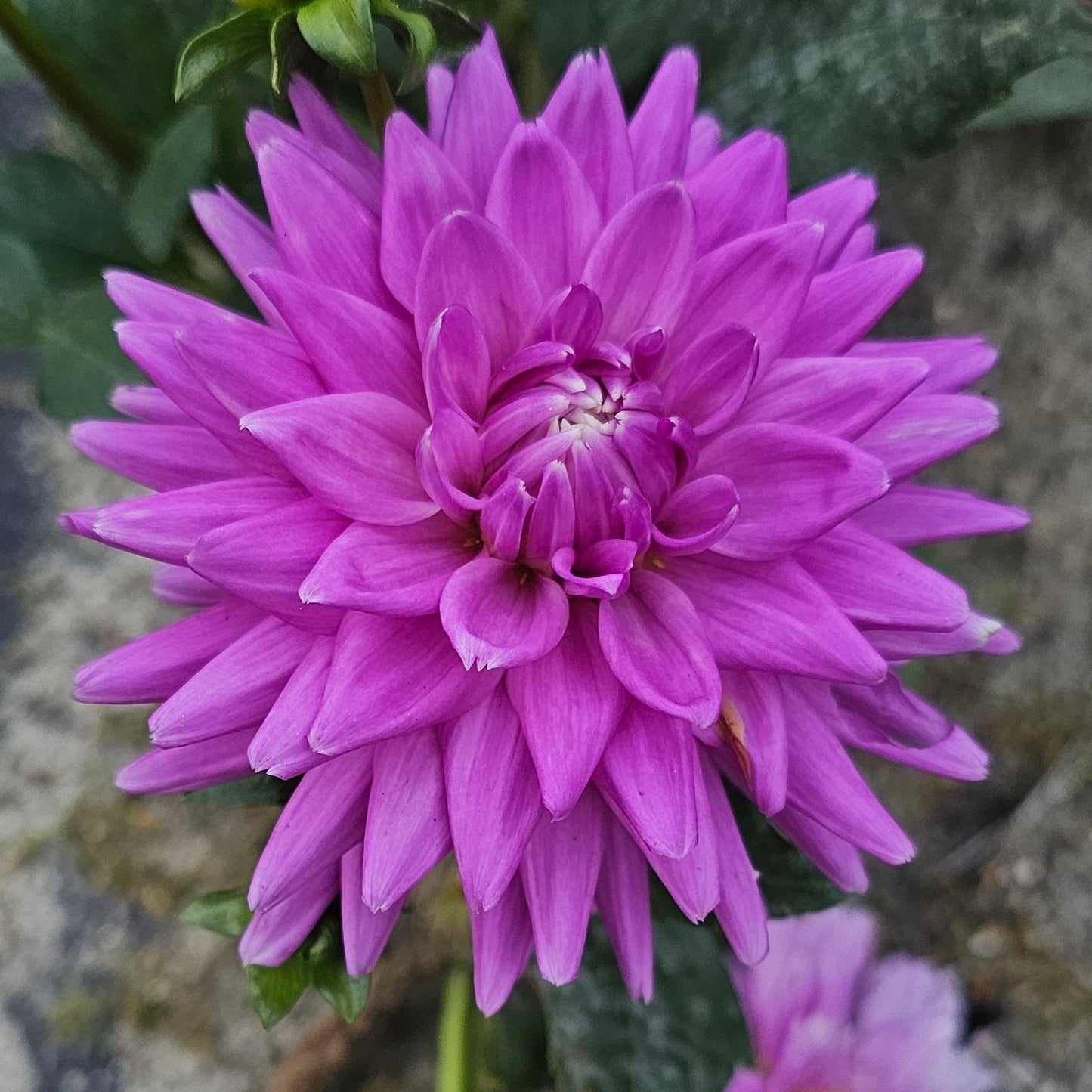 Worton Blue Streak Dahlia