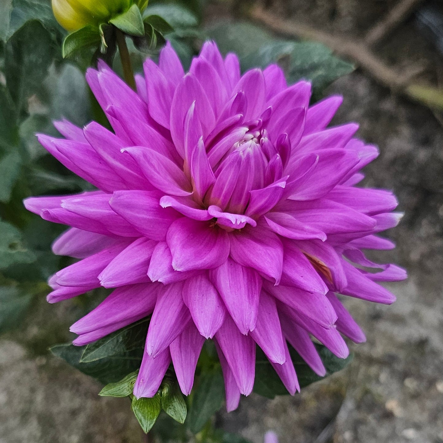 Worton Blue Streak Dahlia