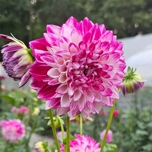 TLC Kiss Dahlia