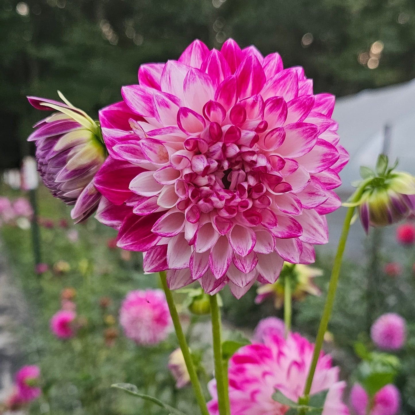 TLC Kiss Dahlia