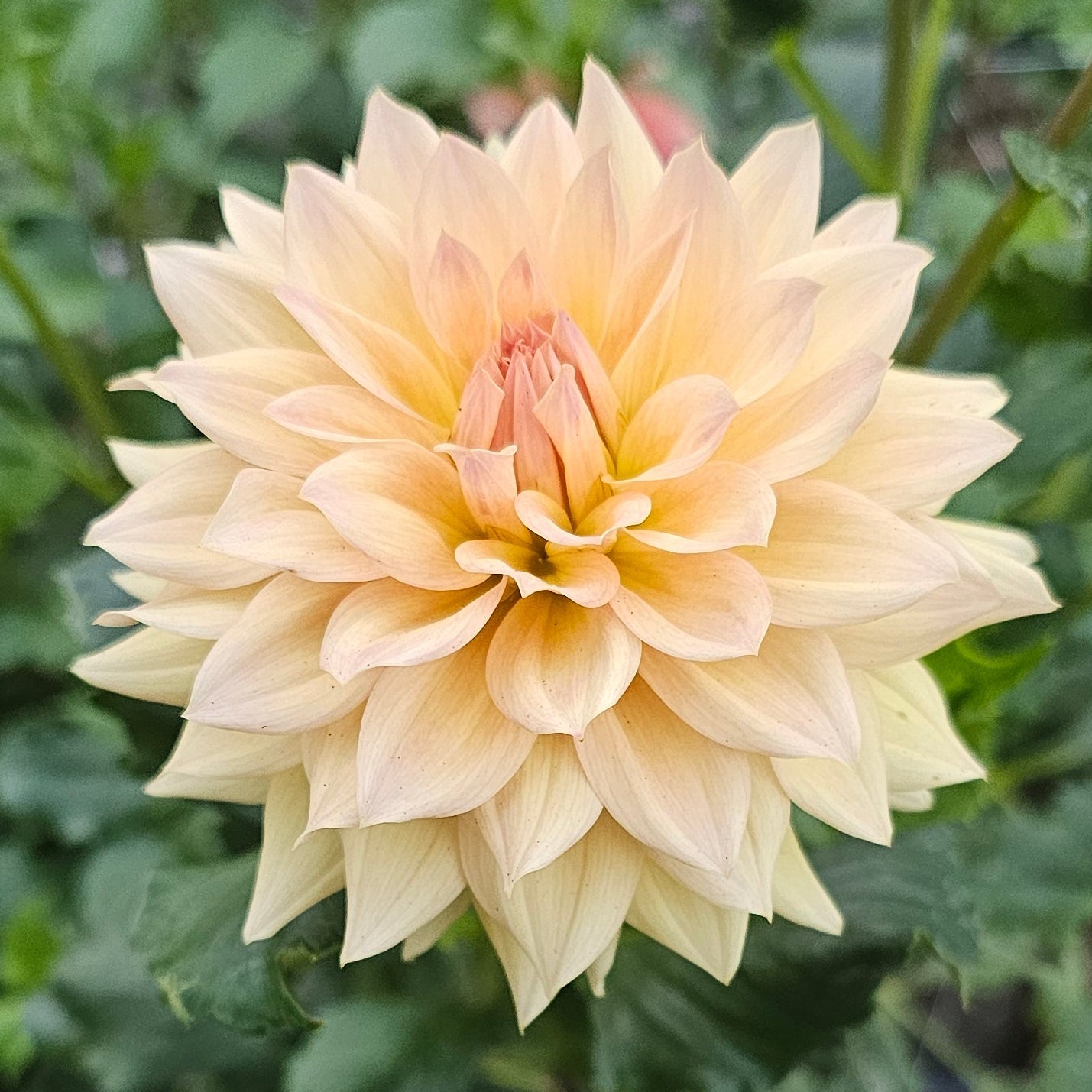 Canoz Jaguar Dahlia