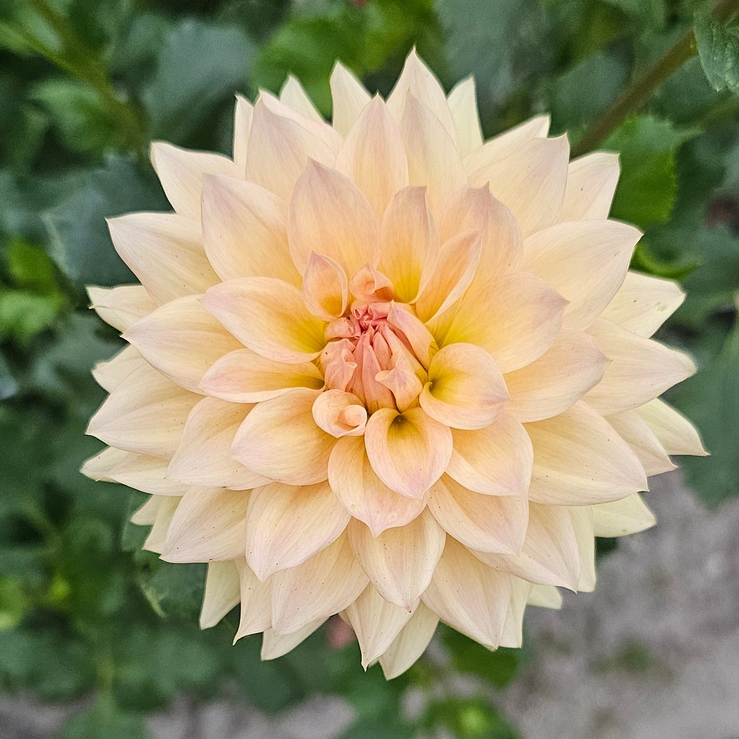 Canoz Jaguar Dahlia
