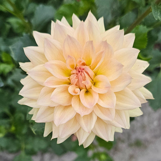 Canoz Jaguar Dahlia