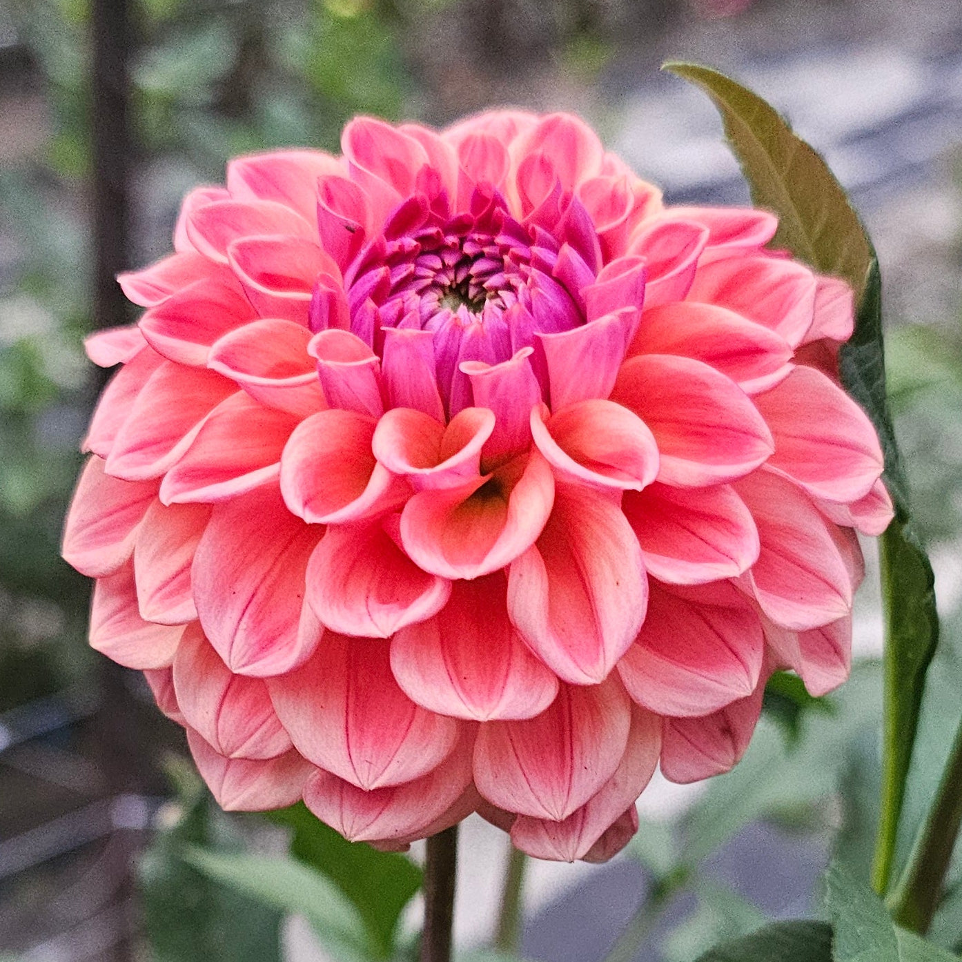Chewy Dahlia