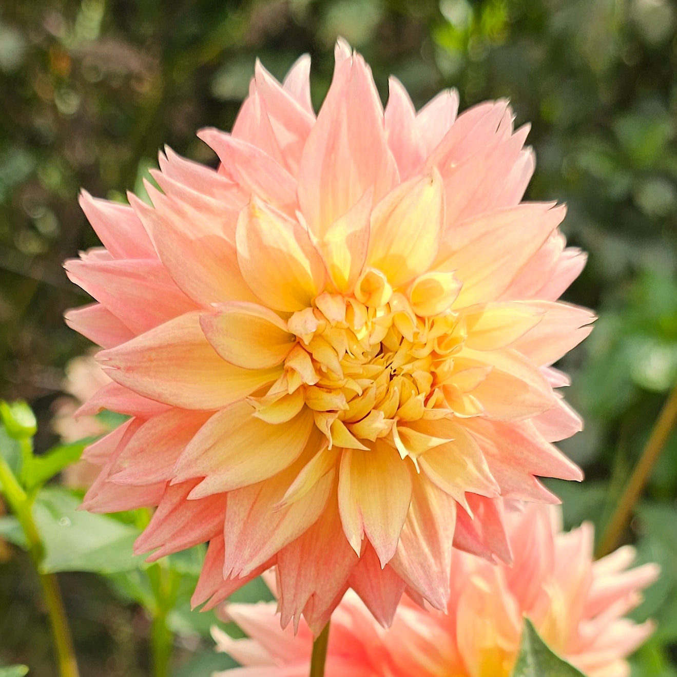 Lee's Apricot Fizz Dahlia