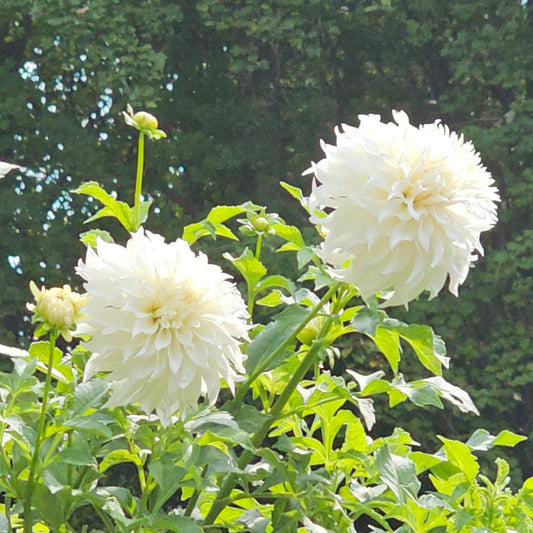 KA's® Papa John Dahlia  - Limit 1 * PLEASE READ DESCRIPTION