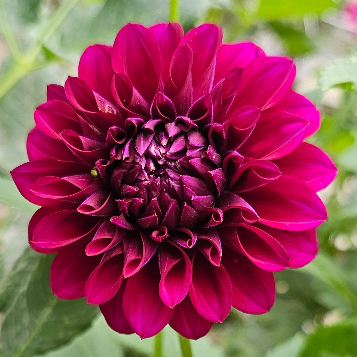 Mr. Jimmy Dahlia