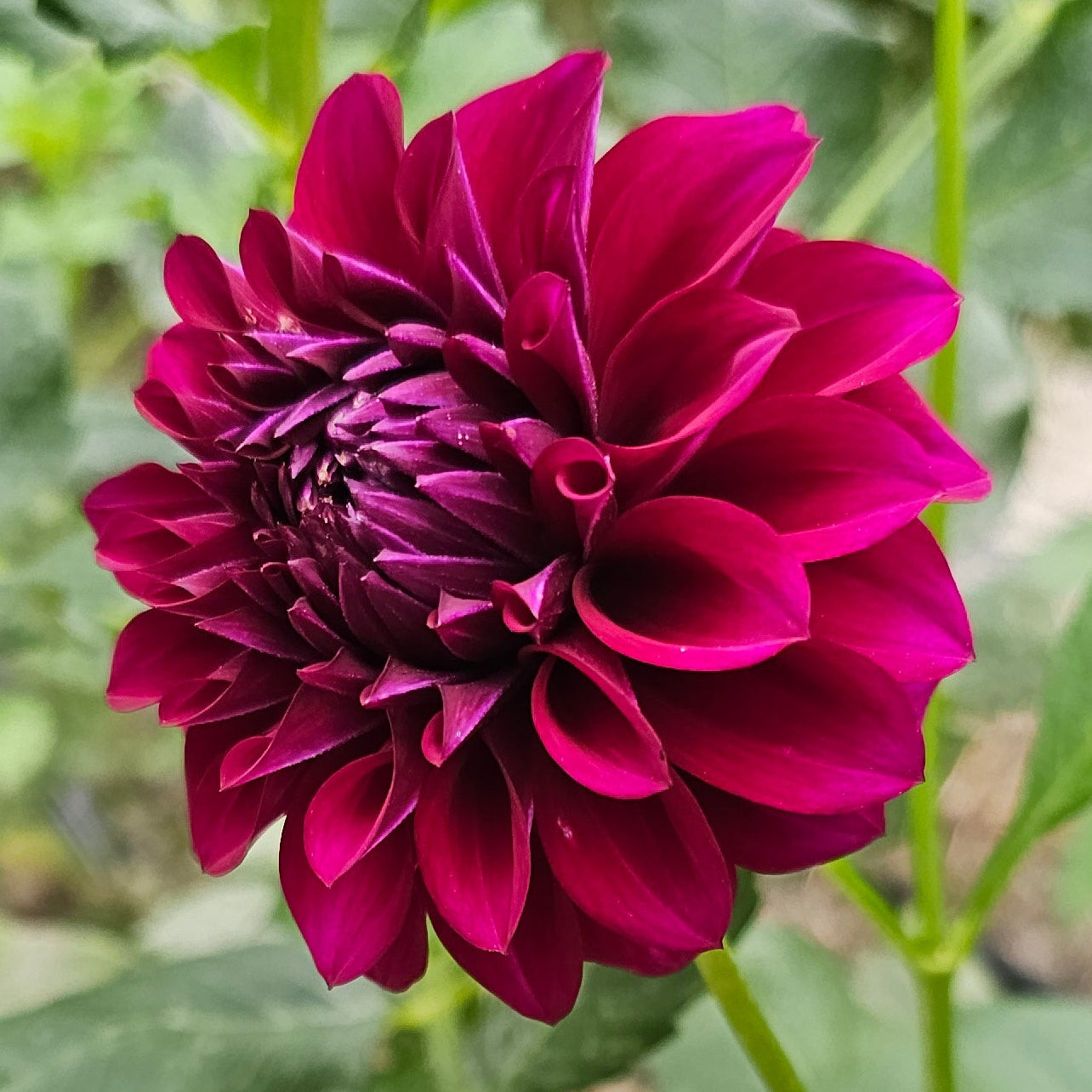Mr. Jimmy Dahlia