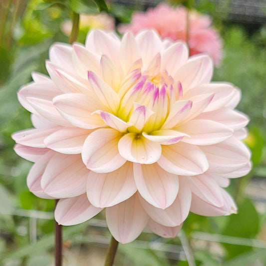 Masterclass Dahlia
