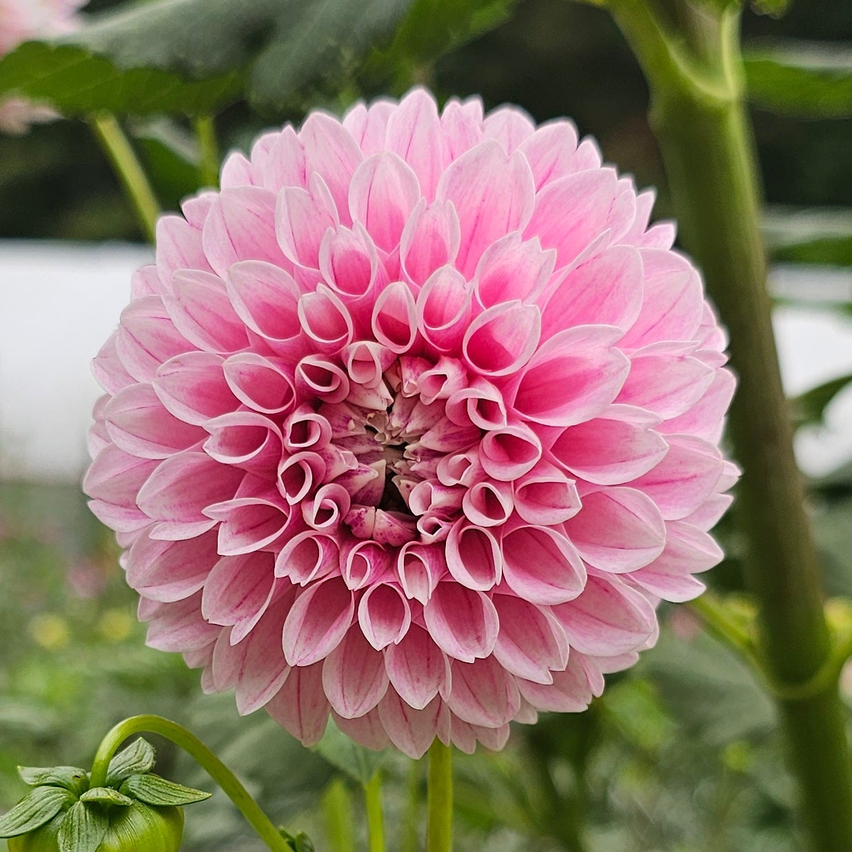Marshmallow Baby Dahlia