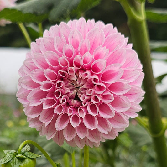 Marshmallow Baby Dahlia
