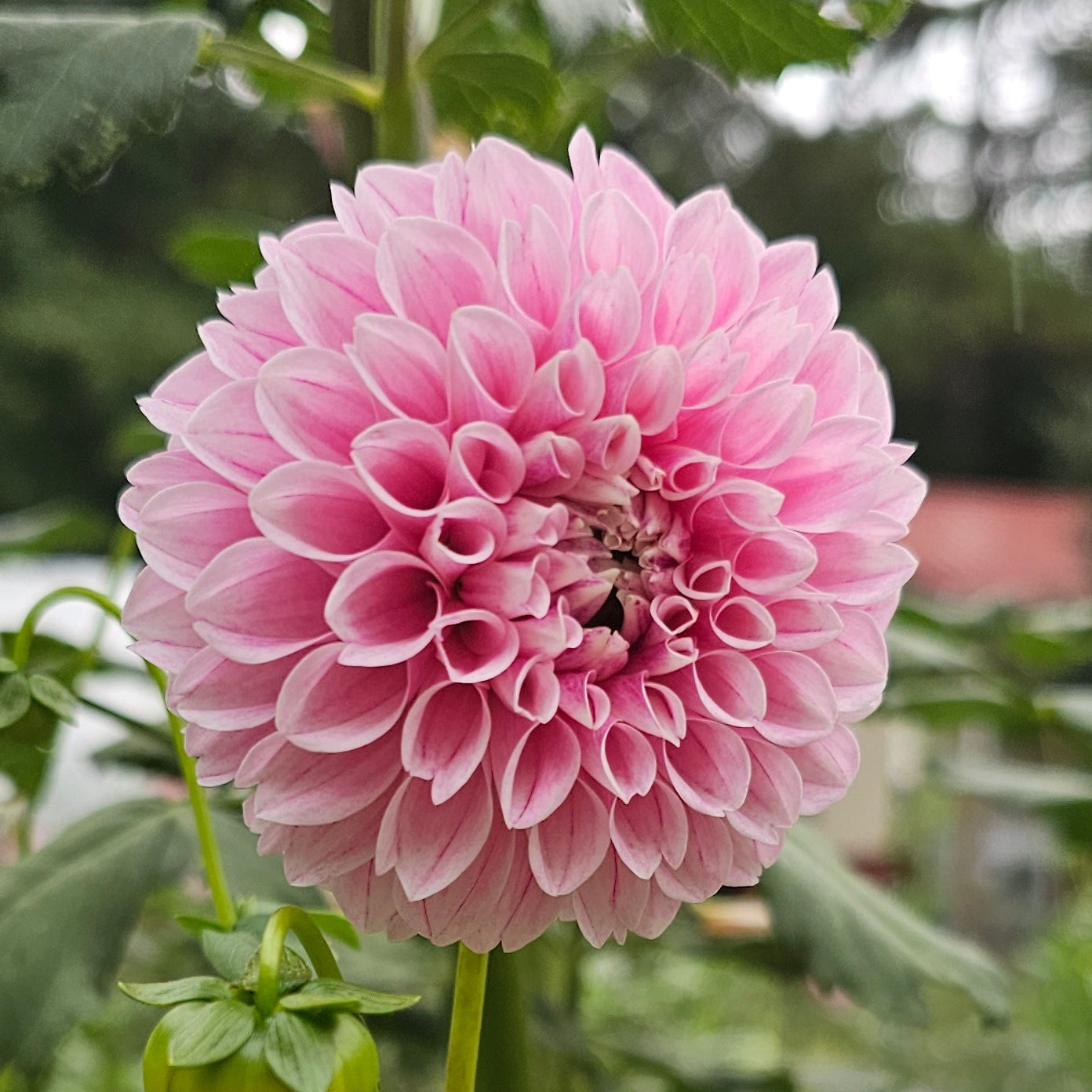 Marshmallow Baby Dahlia