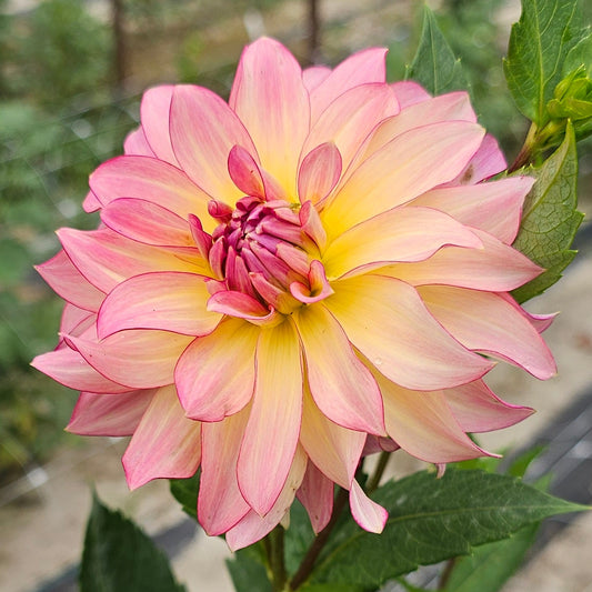 AC Twisp Dahlia