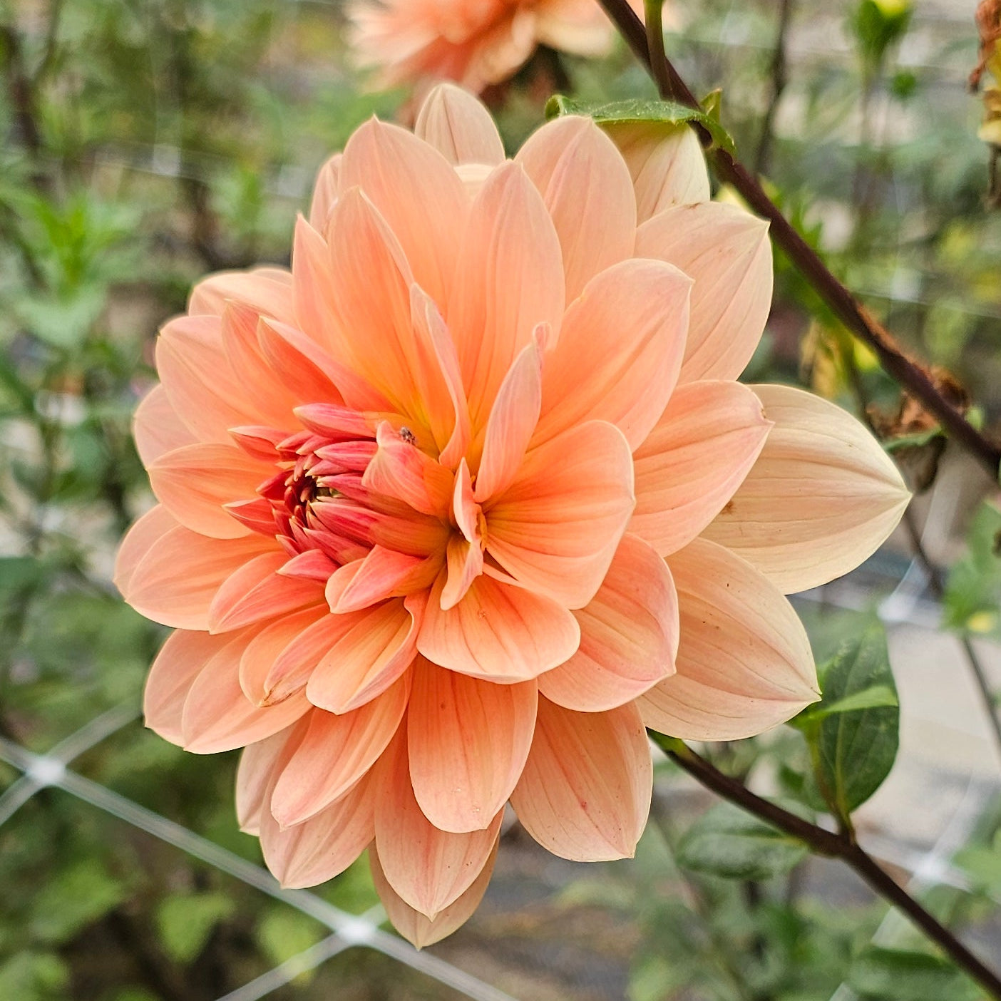 Apricot Desire Dahlia