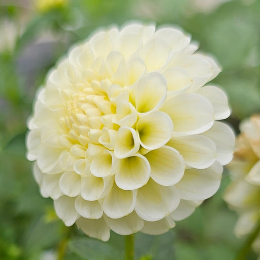 Small World Dahlia