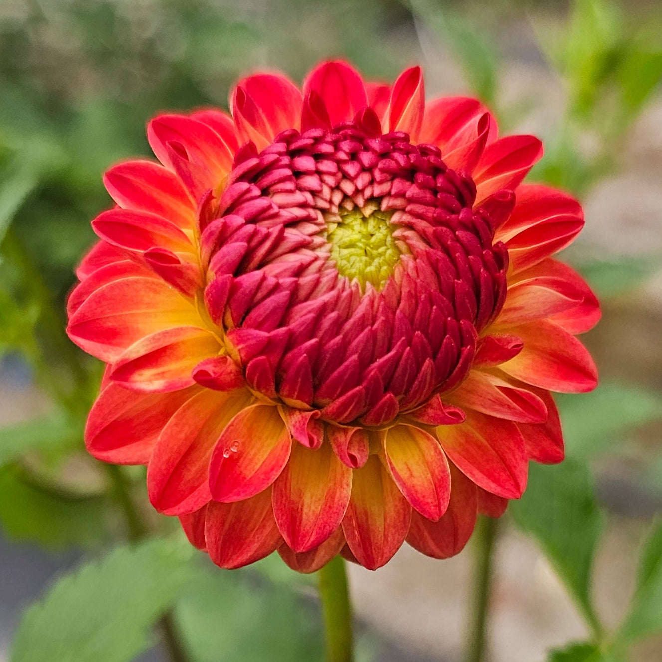 WB's Persimmon Dahlia