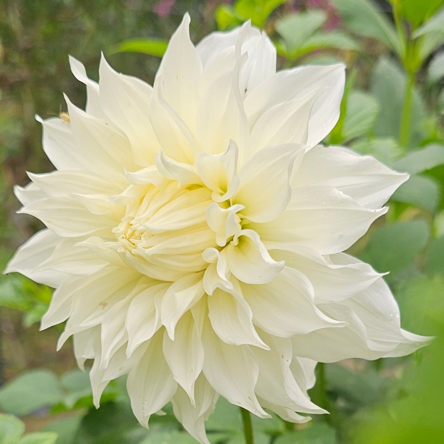 Walter Hardisty Dahlia