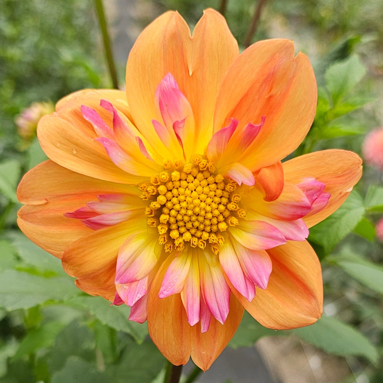 Bloomquist Behold Dahlia