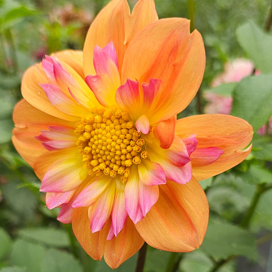 Bloomquist Behold Dahlia