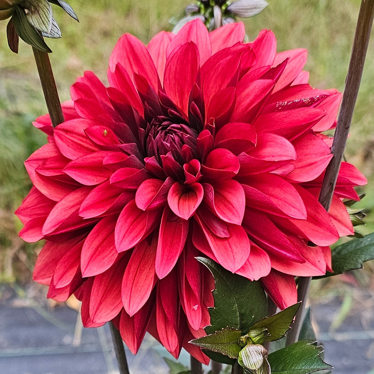Danique Dahlia