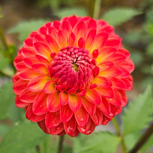 WB's Persimmon Dahlia
