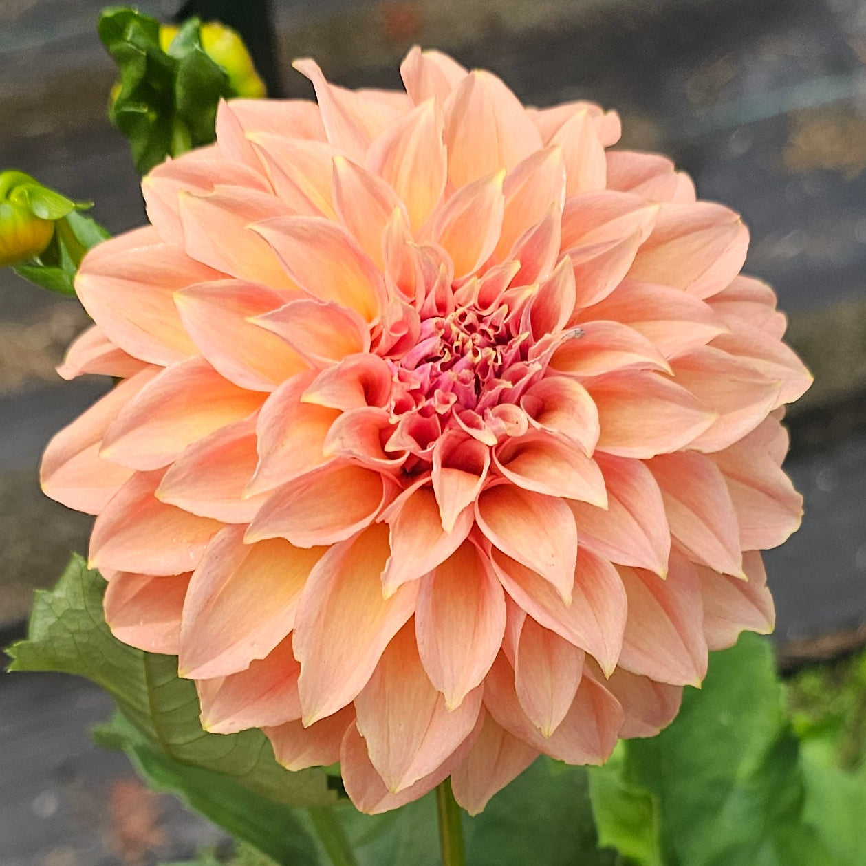 Newaukum Honey Dahlia