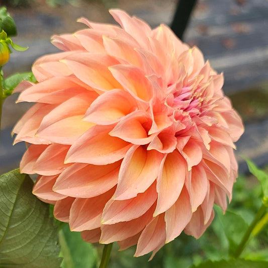 Newaukum Honey Dahlia