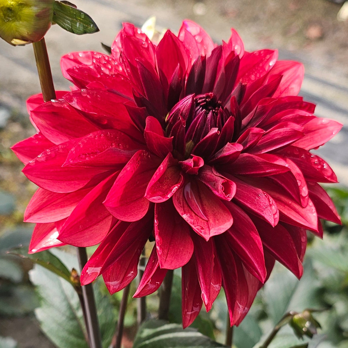 Danique Dahlia