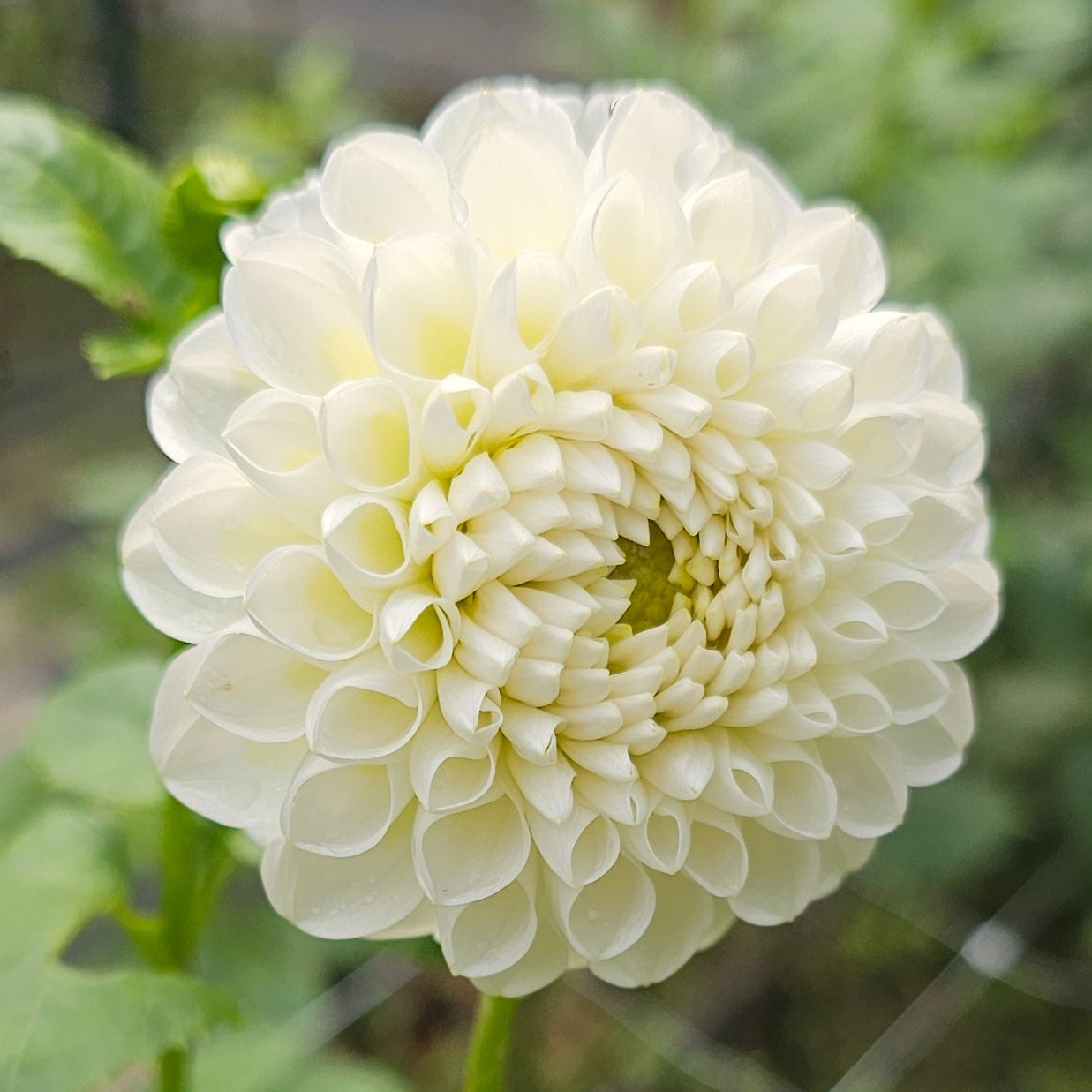 L'Ancresse Dahlia