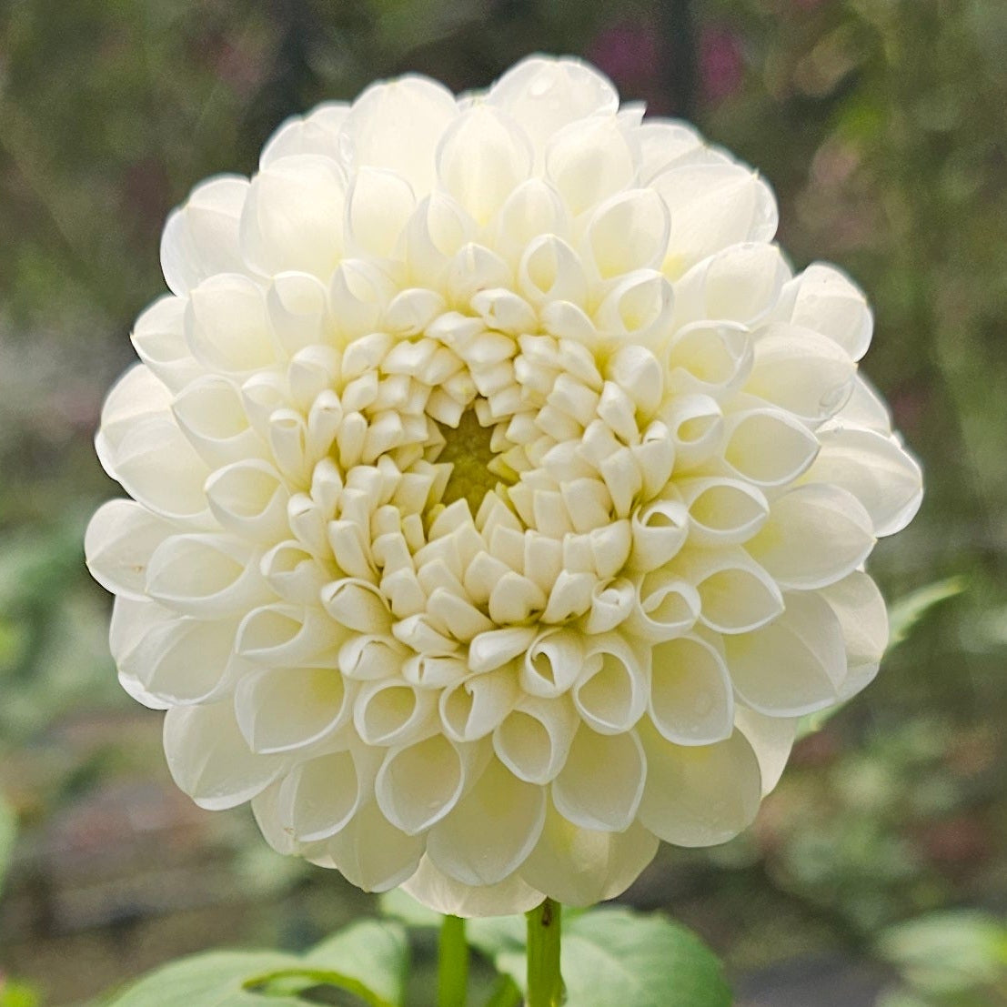 L'Ancresse Dahlia