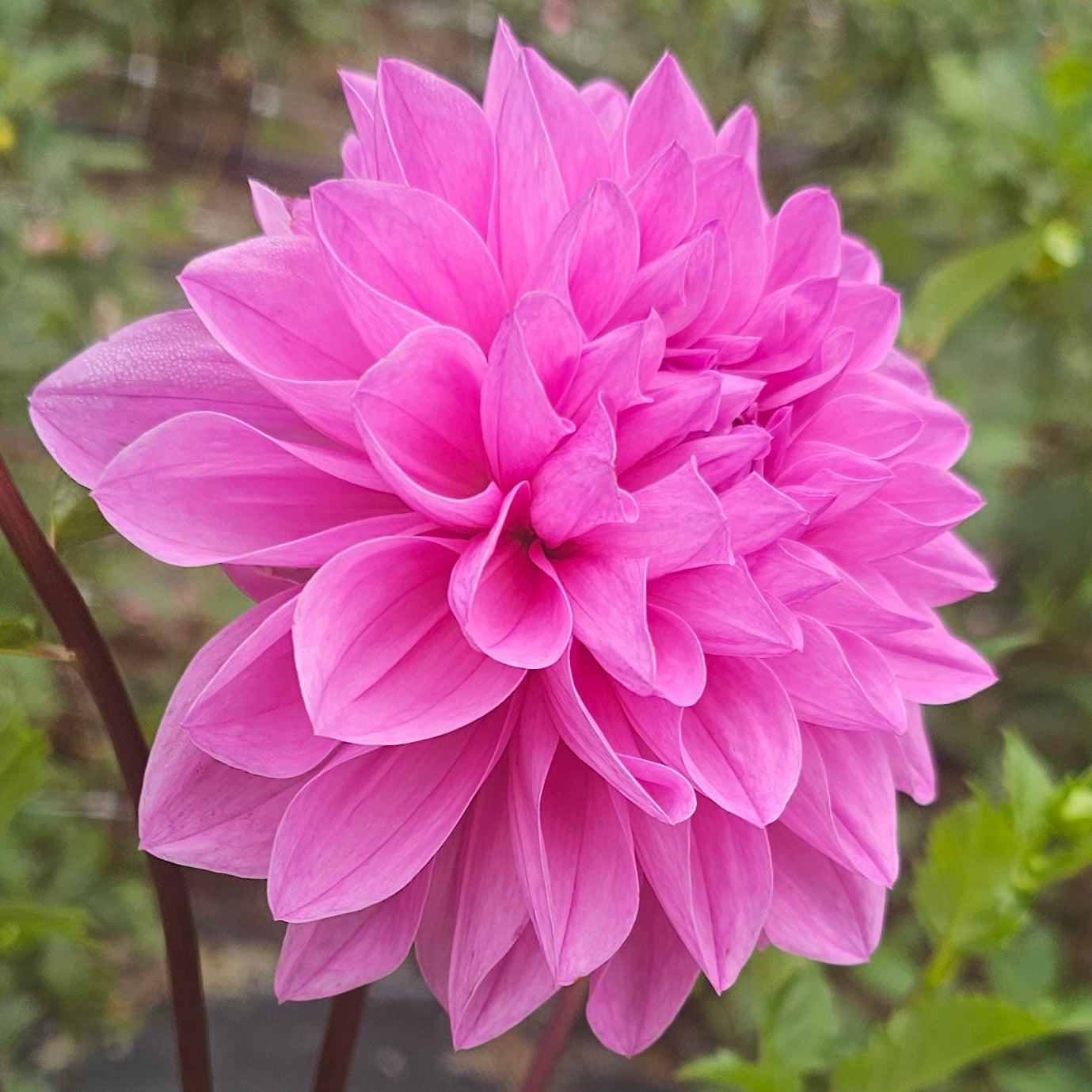 Mrs I De Ver Warner Dahlia (1920)