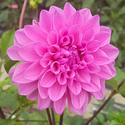 Mrs I De Ver Warner Dahlia (1920)