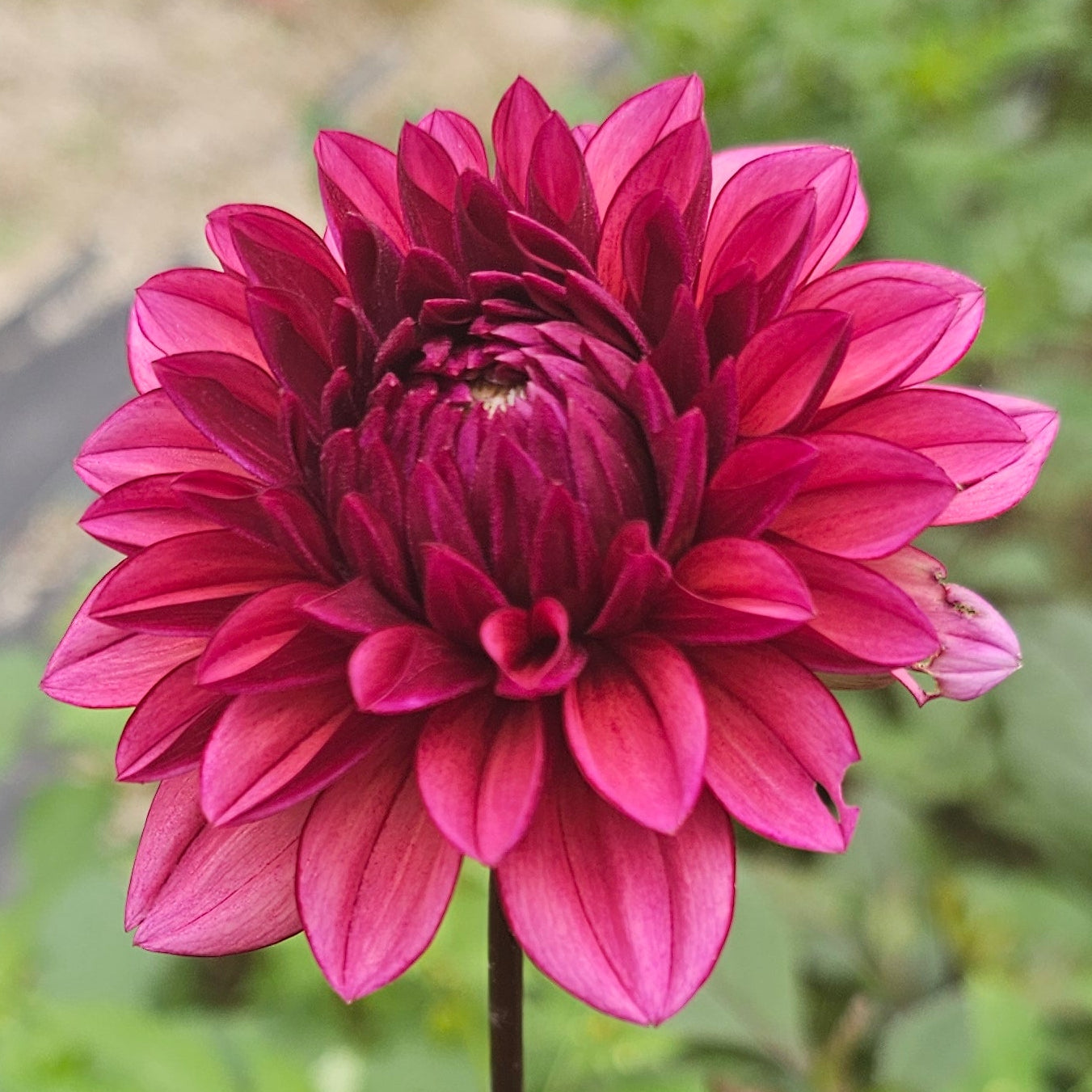 Molly Raven Dahlia