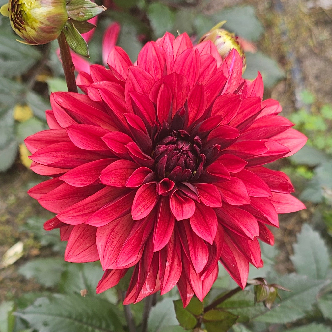 Danique Dahlia
