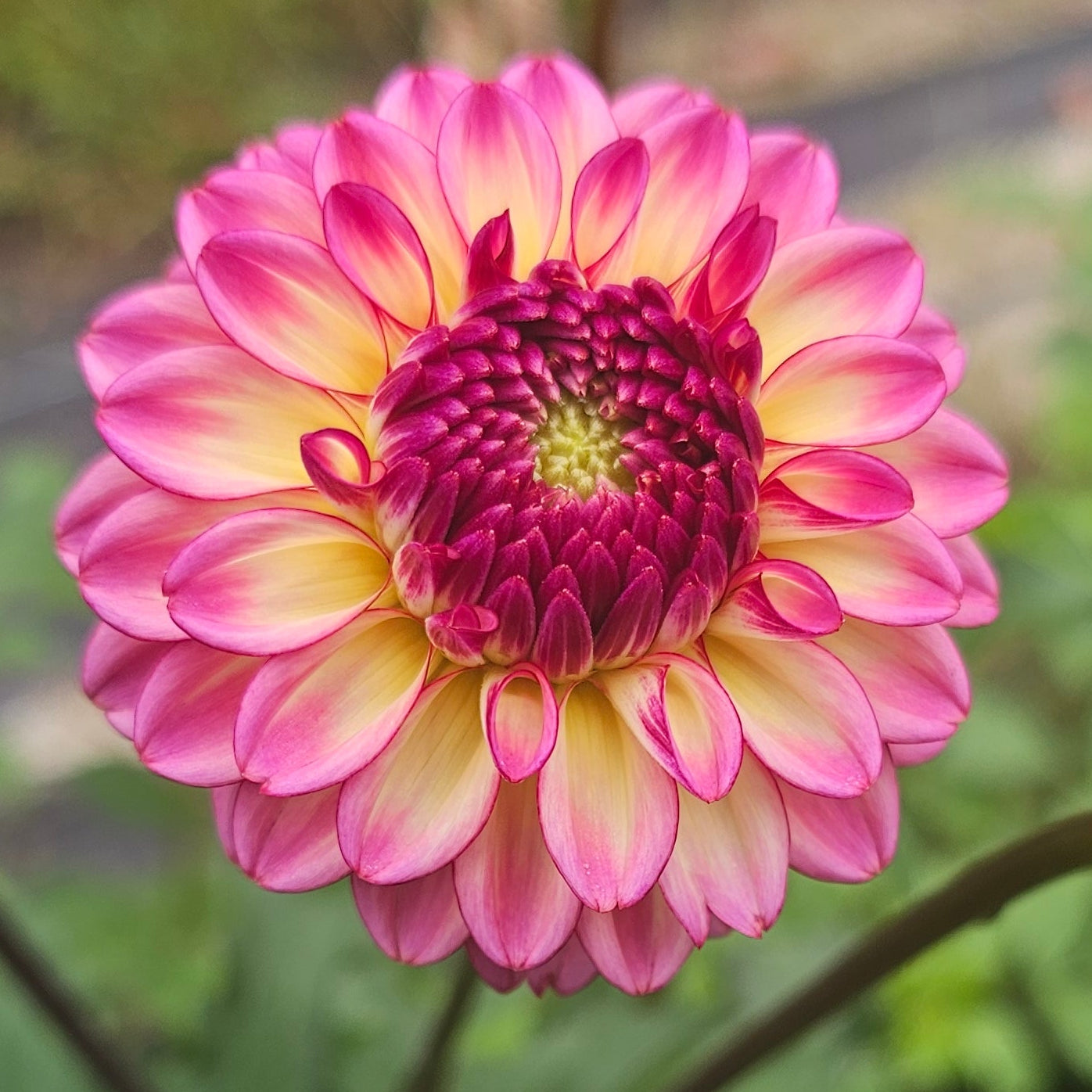Foxy Baby Dahlia